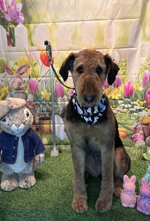 A Bark Bath & Beyond, Cortland, New York