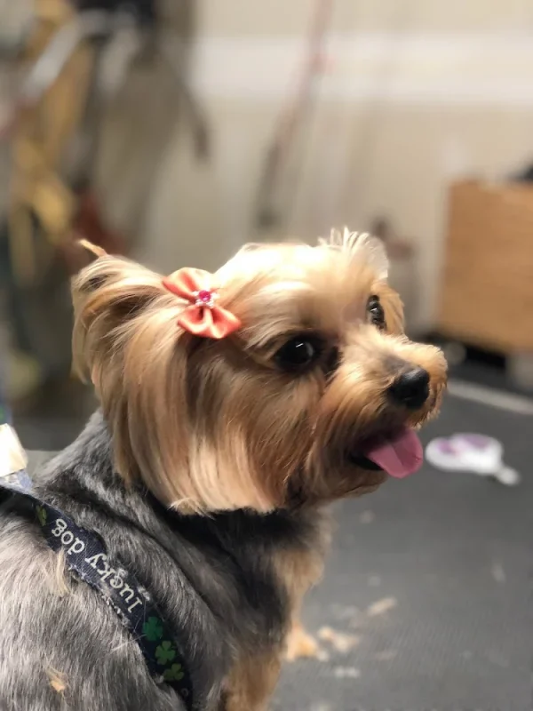 Bandana and Bow, East Patchogue, New York