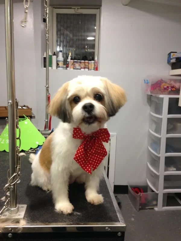 Canino Grooming, Union City, New Jersey