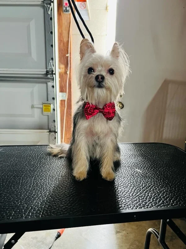 Diva's Pet Style, LLC, Louisville, Kentucky