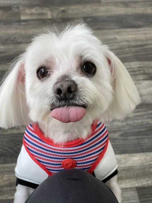 Dog & Cat Bubu pet grooming, Union City, New Jersey