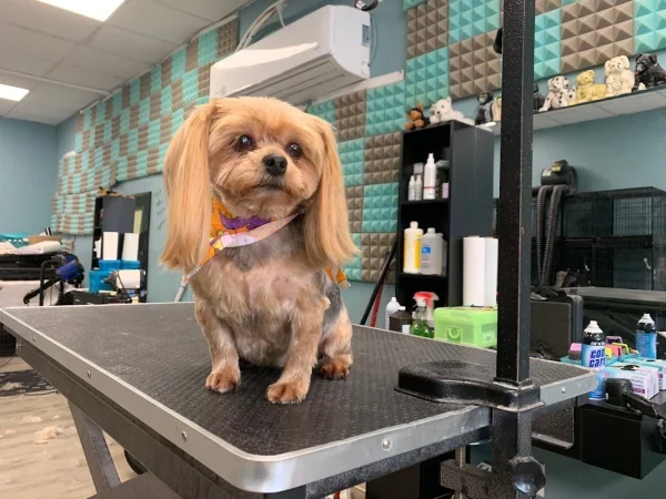 Doggy Diamonds, Selden, New York