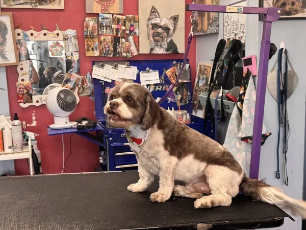 Doggy Gone Beautiful, Cincinnati, Ohio