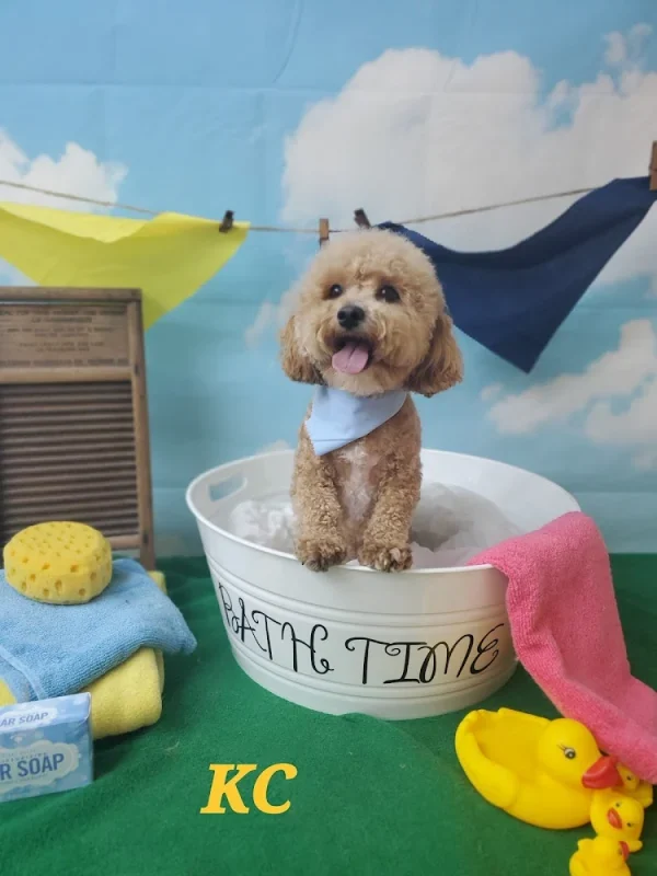 Downs Doggie Do's LLC, West Union, Ohio