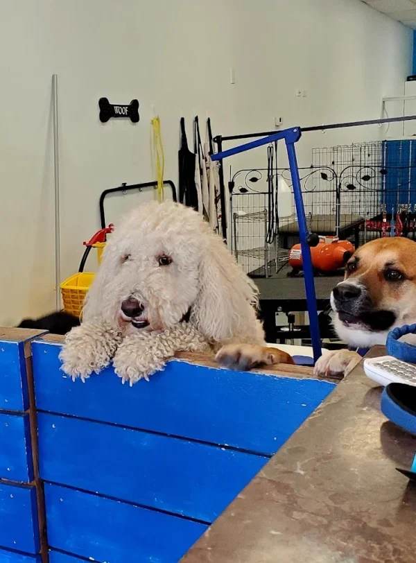 PupTub, Cottonwood Heights, Utah