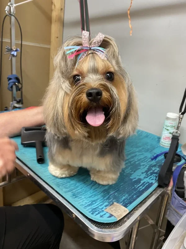 Shampoochies, Louisville, Kentucky