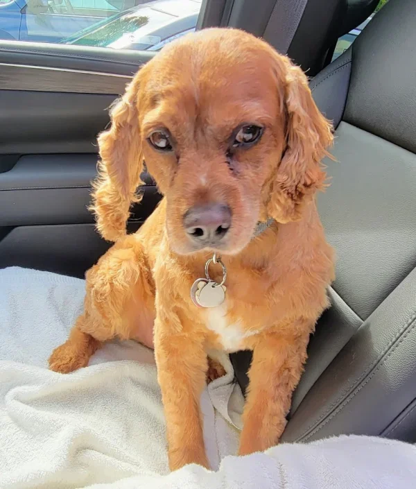 Southern Paws Grooming Salon, Mantachie, Mississippi