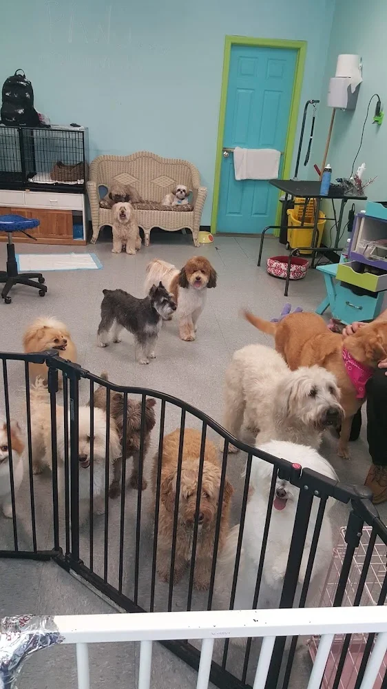 Spaw Pet Salon, Westbury, New York