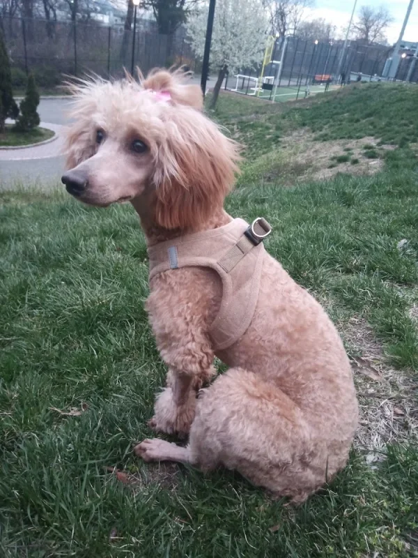 Starbarks, LLC, West New York, New Jersey