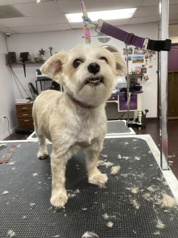 Sunnyside Grooming Salon, Taylors, South Carolina