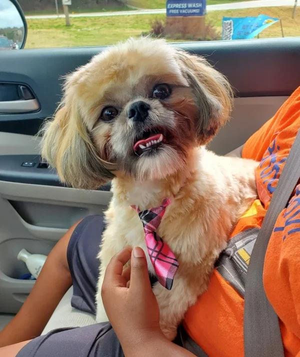 Sunnyside Grooming Salon, Greenville, South Carolina