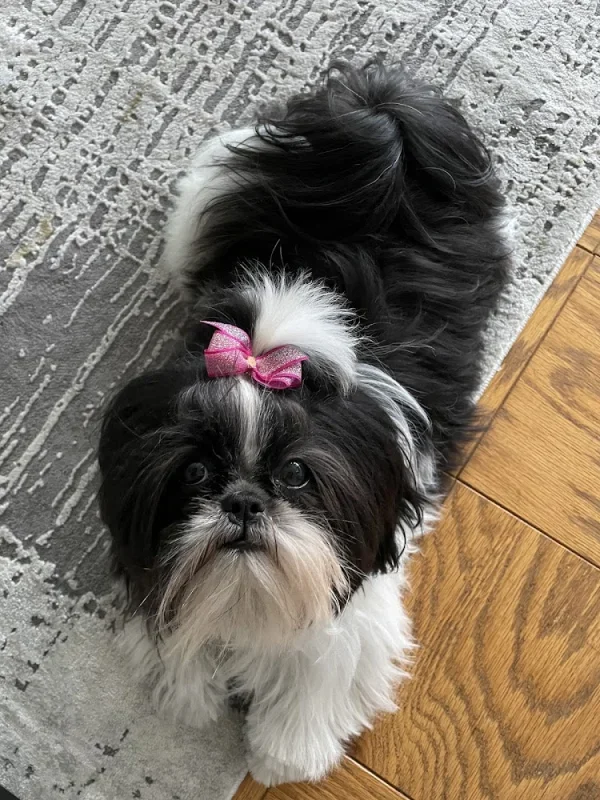 Tail Wag'N Grooming, Lamar, Colorado