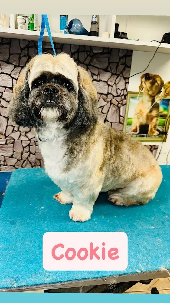 The Barking Lot, Homer, New York