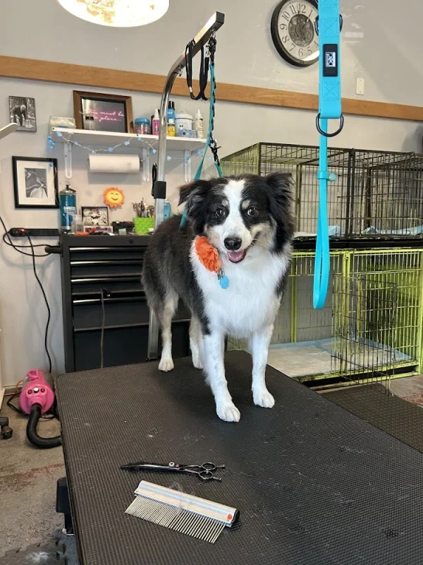 The Green Dog Grooming Salon, Blue Point, New York