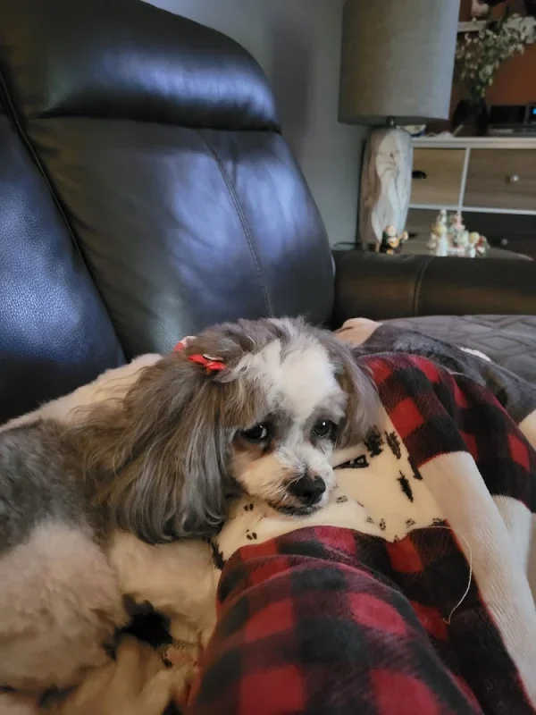 The Groomery, Lake Grove, New York