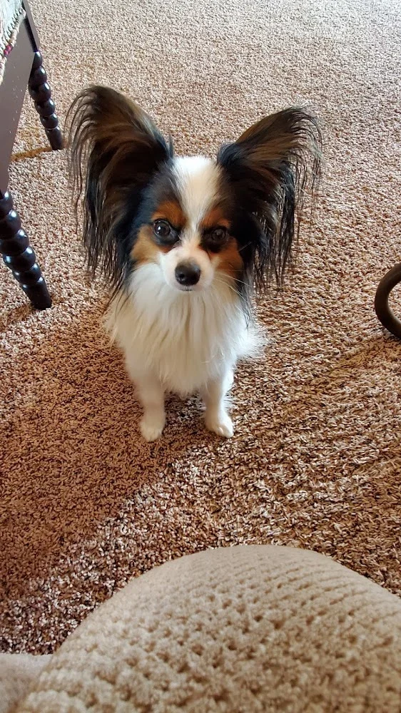 The Highland Dog, Louisville, Kentucky