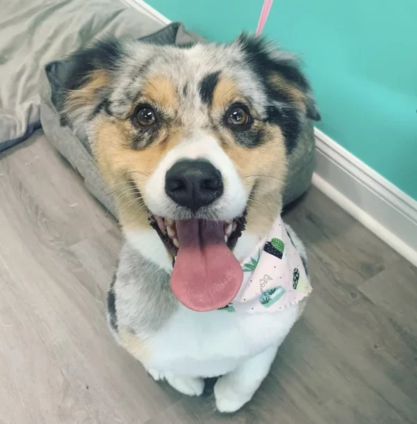 The Hound Dog Pet Grooming, Grand Rapids, Michigan