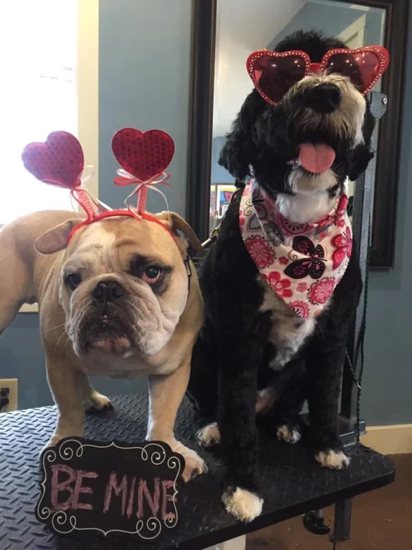 The Pet Spaw Downtown, Indianapolis, Indiana